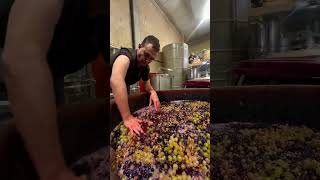 Hand-Crushing Grapes - The Art of Traditional Winemaking 🍇 @oxerarnuak #winemaking