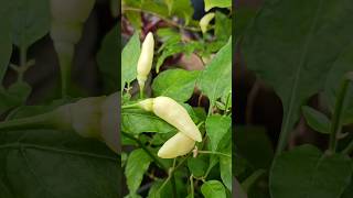 White Bird's eye chillies | വെള്ള കാന്താരി #shortsvideo #kanthari #garden