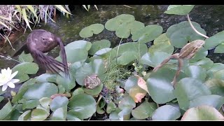 Wild raniformis frogs hunting wild prey with captured with motion cameras.