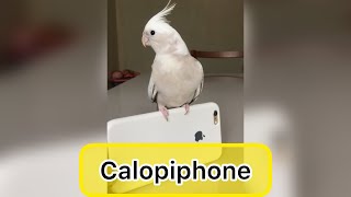 Calopiphone - #shorts