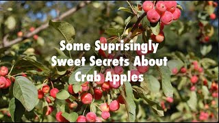 Some Surprisingly Sweet Secrets About Crab Apples