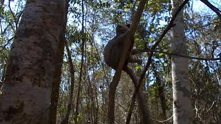 Lémurien de Madagascar