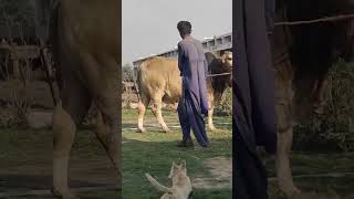 Ye konsi breed h..?btaien samjhdar log #bachrafarming #cattle