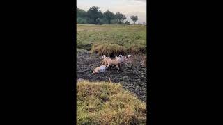 Hunting Frenzy: Wild Dogs Devour Antelope Alive! 🦓🐾😱👀😮