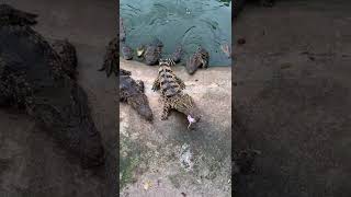 Amazing at crocodiles farm ! Feeding to group of crocodile #crocodile #short29