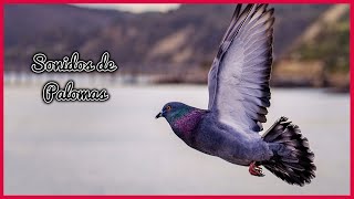 SONIDOS de PALOMAS (1 Hora) 🕊️🎶🔊