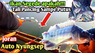 MANCING CIRATA||SEBESAR APAKAH KAU IKAN-TALI PANCING SAMPE PUTUS