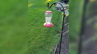 Slow Motion Hummingbird Visit