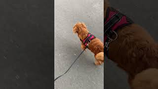 Whiskey walking #cavoodle #dog #cavapoo