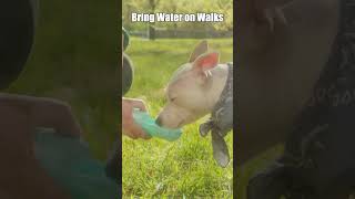 Tips to keep your dog hydrated | Pet dogs #petcare #dogs #dogcare #vet