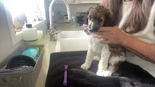 KENOSHA Poodle Puppy's first bath