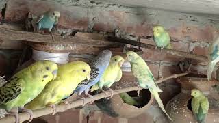 Pakhir dak & gaan  বাজারিগার পাখির ডাক এবং পাখির গান #parrots #birds