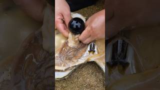 Huge Black pearl in Oyster || #short #shortvideo #gemstone #quartz #shorts #stone