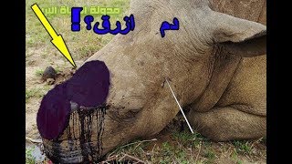 معلومات غريبة عن وحيد القرن سبحان الله