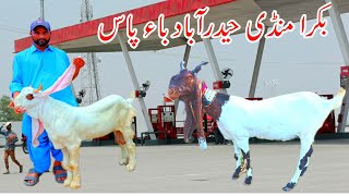 Bakra Mandi Hyderabad || Barsh ma Rate achi mandi ma