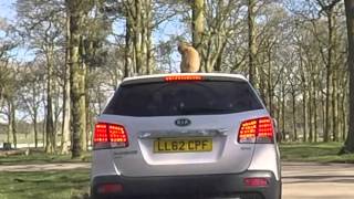 Young Barbary Ape climbs on car at Woburn Safari Park UK