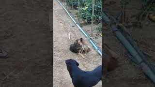 filhote de PIT BULL encarando cachorro velho #short #short #agro #pitbull #dog