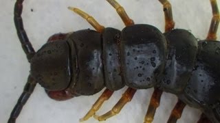 Close Up Scolopendra Galapagoensis Feeding