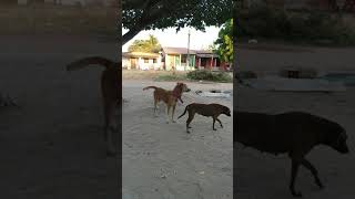 #shorts#cachorro#brincando