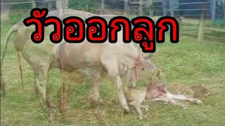 #วัวออกลูก