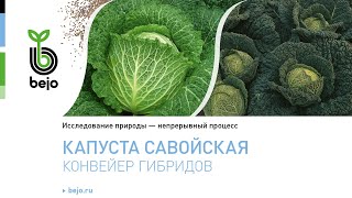 Капуста Савойская