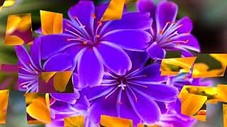 Flowers Brilliant! & colorful (HD720p)