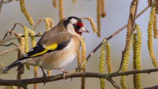 Vivaldi -  Concerto in D "il gardellino/the goldfinch" - Allegro