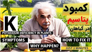 ⛔ درمان کمبود پتاسیم (K) در گیاهان - How to Fix Potassium Deficiency in Plants