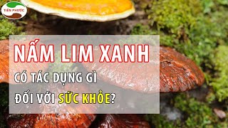 Tác dụng của [Nấm Lim Xanh Rừng] đối với Sức Khỏe