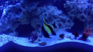 Moorish Idol Feeding after 3 Days