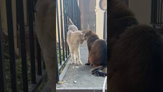 Cat Treat Time for Summer and Her Outdoor Friend #catshorts