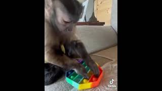 🐒 Funny MONKEY Play POP IT Challenge 🚥