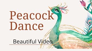 Peacock Dance #beautifulbideo #goodvibes #calmdown #relaxing #enjoyment #foryoupage #foryou #love