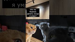 Семейная жизнь котиков #мемныекоты #прикол #котики #shorts