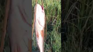 Khmer Bamboo Fishing Rod Part 3 Get many big Snakehead Fishes #shorts