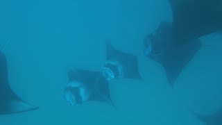 Mantas and whalesharks Hanifaru Bay, Baa Atoll, Maldives