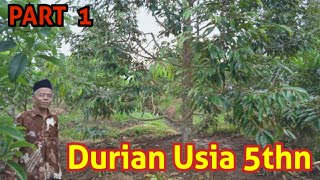 Kebun Durian Aplikasi Pupuk Organik Cair "JS"