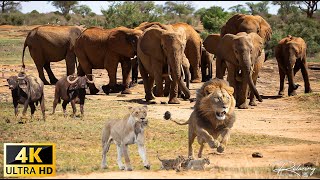 4K Африканская дикая природа: национальный парк Mana Pools, Зимбабве - живописный фильм о дикой прир