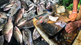 Mastering the Art of 🔴 Live Tilapia Fish Cutting Properly Clean and Cut Tilapia Fish