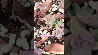 Crested baby succulent! #plantpropagation #succulent #succulentsforbeginners