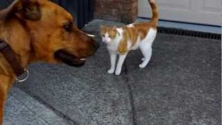 Layla the dog tries to get Tom the cat to play...