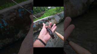 Memancing kotes - Microfishing #mancing #microfishing #fishing #mancingkotes #limbata