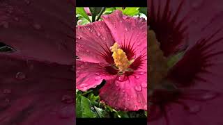 Beautiful Hibiscus 🌺#like #share #subscribe | Haasini'sSeasonings |