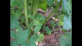 Mexikanische Bodenkirsche ( mexican ground cherry )