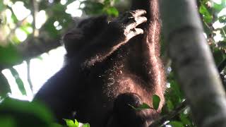 Juvenile Bonobo! Eyes of a Relative!