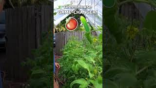 🍅#Tomatoes + 🥒#Cucumbers love growing in a greenhouse!! #shorts #gardening #florida