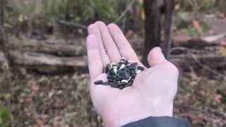 Chickadees, Riverwood Conservancy, 11/01/24