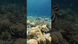 AWESOME snorkeling in the #maldives 🤩 #luxurytravel #snorkeling #maldiveshoneymoon #shorts