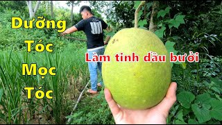 Tinh dầu bưởi dưỡng tóc hiệu quả