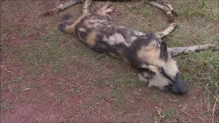 True Facts - The African Wild Dog